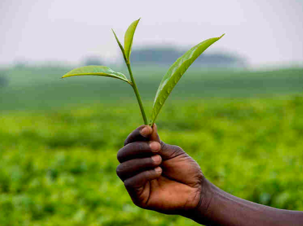 L’agriculture durable a conquis l’Afrique