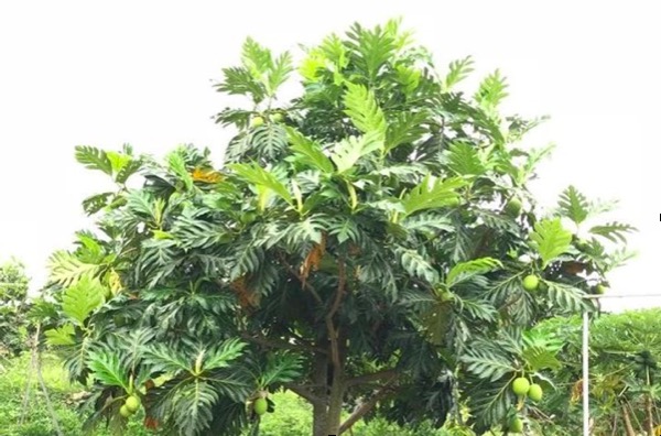 Les différents types d’arbres en Guadeloupe, et comment les élaguer