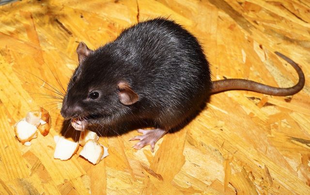 Des rats dans la maison ? Pensez à la dératisation.